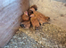 SOLD New Hampshire Red Bantams 1 male 3 Females