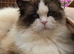 Ragdoll boy Two years