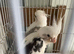 Hand reared cockatiels