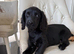 Cocker spaniel puppy