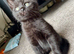 British shorthair kittens black