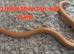 Kenyan Sand Boas