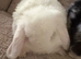 Pure placid mini lop babies