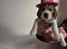 Beagle Puppies Ready for Love!!