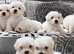 Maltese puppies