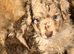 Cockapoo Puppies last one