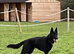 Bi colour German Shepherd male