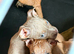 Old English x American bulldog puppies