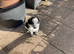 Collie pups for sale