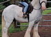 Chunky 13hh 6yo gelding