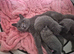 5 week old British shorthairs