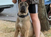 Female Bulgarian cane corso