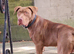 Presa canario