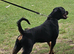 Rottweiler bitch