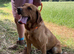 Adult - KC Reg Fox Red Labrador Retriever Male