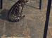 "NEED REHOMING Female bengal