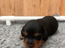 Stunning Silky Wire Haired Dachshunds