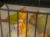 Hand tame hand reared moon cheek and sun cheek conures