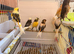 Harlequins and yellow and another birds