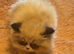 Pure bred Persian male kittens