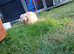 Spayed/vacs female bunny.