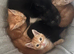 Kittens for rehome