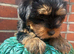3 Beautiful boys available