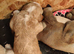 Miniature Australian Labradoodle Puppies.