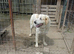 RAFFI – A Gentle Giant Looking for His Forever Kingdom ️