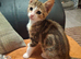 2 boy kittens looking for new home