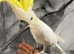 Male HandReared Super Tame Cuddly Lesser Sulphur Created Cockatoo Parrot