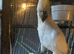 9 yr old cockatoo female