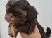 Kc quality Imperial shih tzu