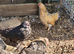 Bantam x serama and pekin fleur cockerels free