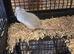Curley, fancy and long haired mice