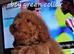 Stunning poodles SMALL