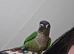 Hand-reared green cheek conure