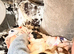Shih Tzu pups