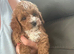 toy cavapoo 1 little boy left