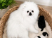 Sweet little quality Pomeranians