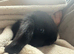 Lovely soft fluffy friendly mini lops