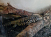 Tegu monitor female