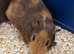 Bonded pair boar baby guinea pigs