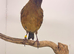 2025 very nice colour and fit canary