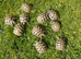 Hermann's tortoises T.h.b. 2yrs old.