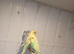 Baby budgies in cardiff