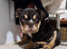 Chocolate and tan 13 weeks old female