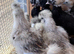 Silkie Chickens for sale