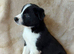 High-Quality Border Collie Puppies