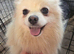 Cream female pomeranian puppies